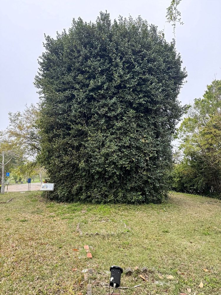 都會公園西側碉堡已被老樹纏繞 照片提供者：蔡金鼎 / 拍攝日期：2025/04/03
