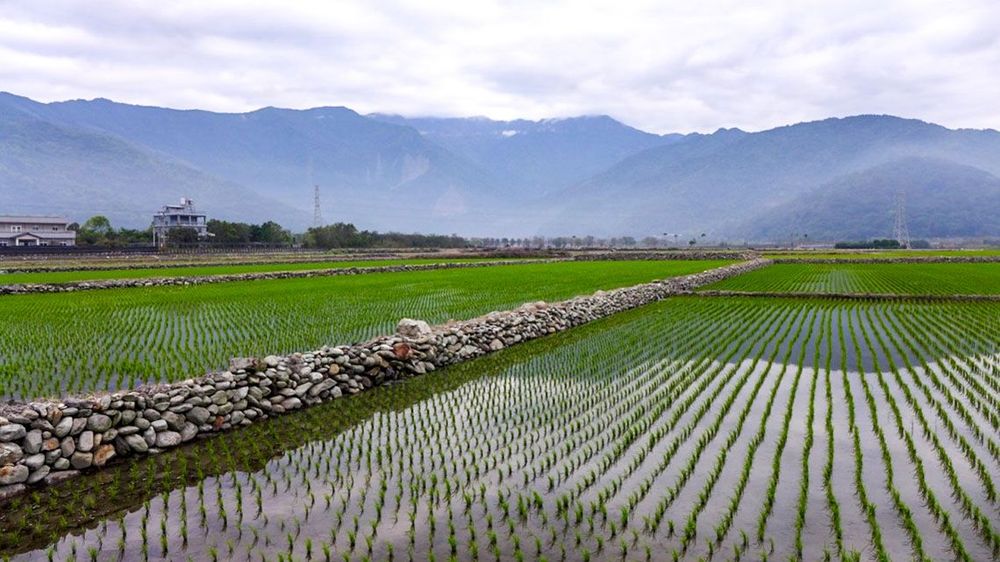 池上稻景-秧苗 照片提供者：黃宣衛