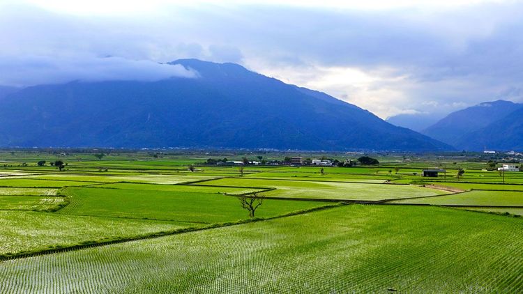 04無敵稻景(萬安社區)