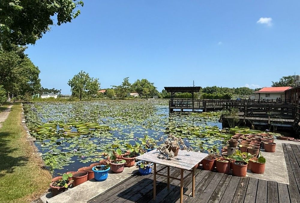 蓮城蓮花園1，照片提供者：東華大學臺灣文化學系郭俊麟教授
