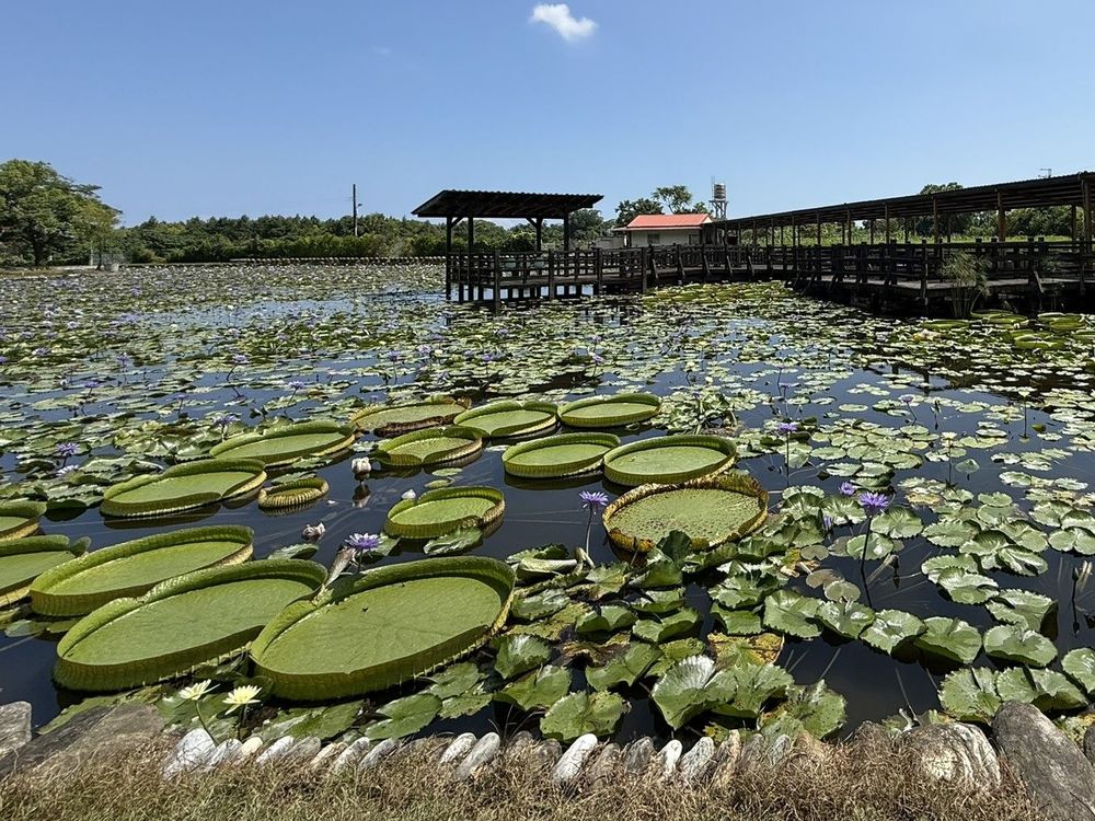 蓮城蓮花園2，照片提供者：東華大學臺灣文化學系郭俊麟教授
