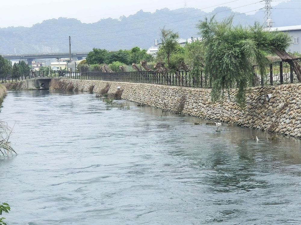 綠陽垂柳-2 照片提供者：臺中市后豐社區大學廖啟宗、吳怡靜、詹智傑共同提供 / 拍攝日期：2025/4/20