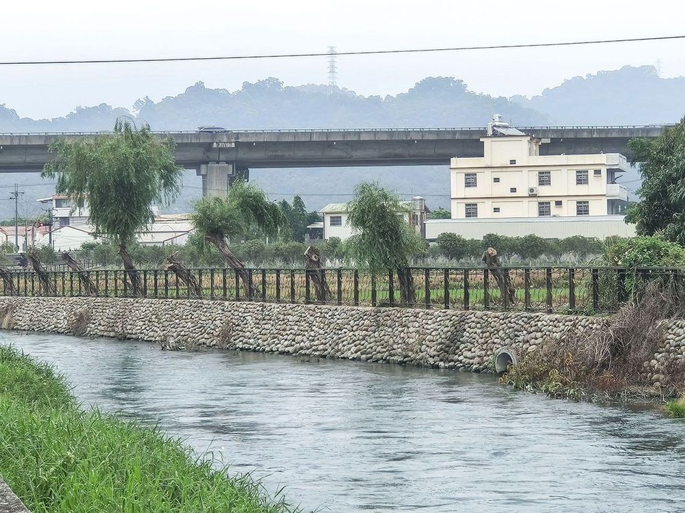 綠陽垂柳-5  照片提供者：臺中市后豐社區大學廖啟宗、吳怡靜、詹智傑共同提供 / 拍攝日期：2025/4/20
