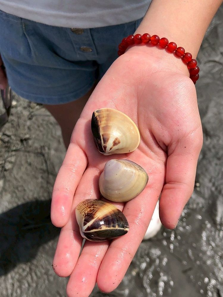 潮間帶摸蛤照片提供者：彰化海洋食研基地團隊