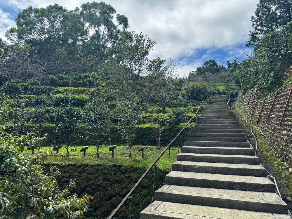 台大實驗茶園內茶園（照片提供者：陳力航 / 拍攝日期：2025/09/20）
