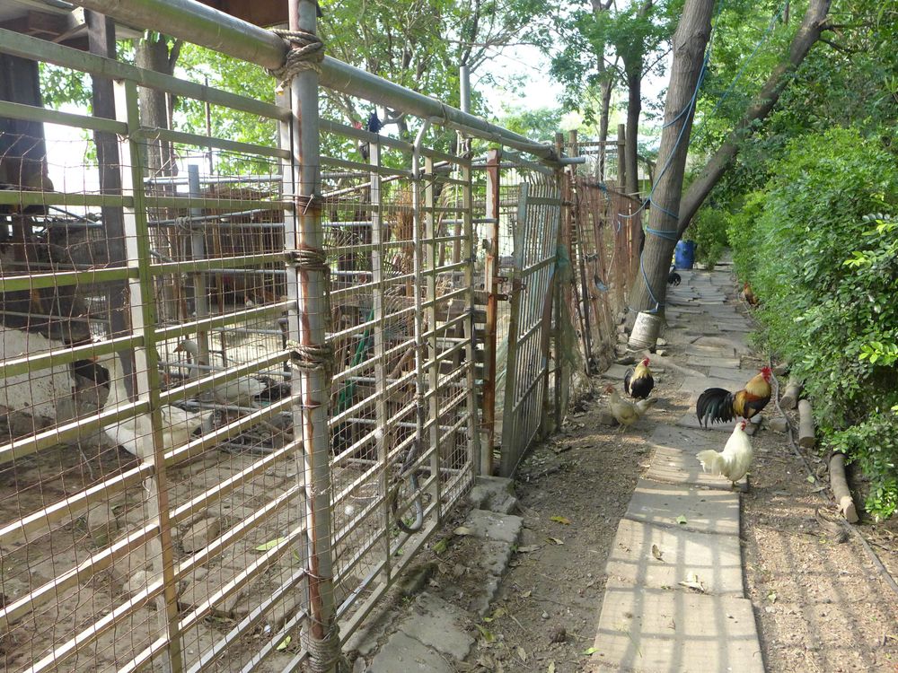 華德福學校動物飼養區（照片提供者：李孟勳 / 拍攝日期：2026/04/21）