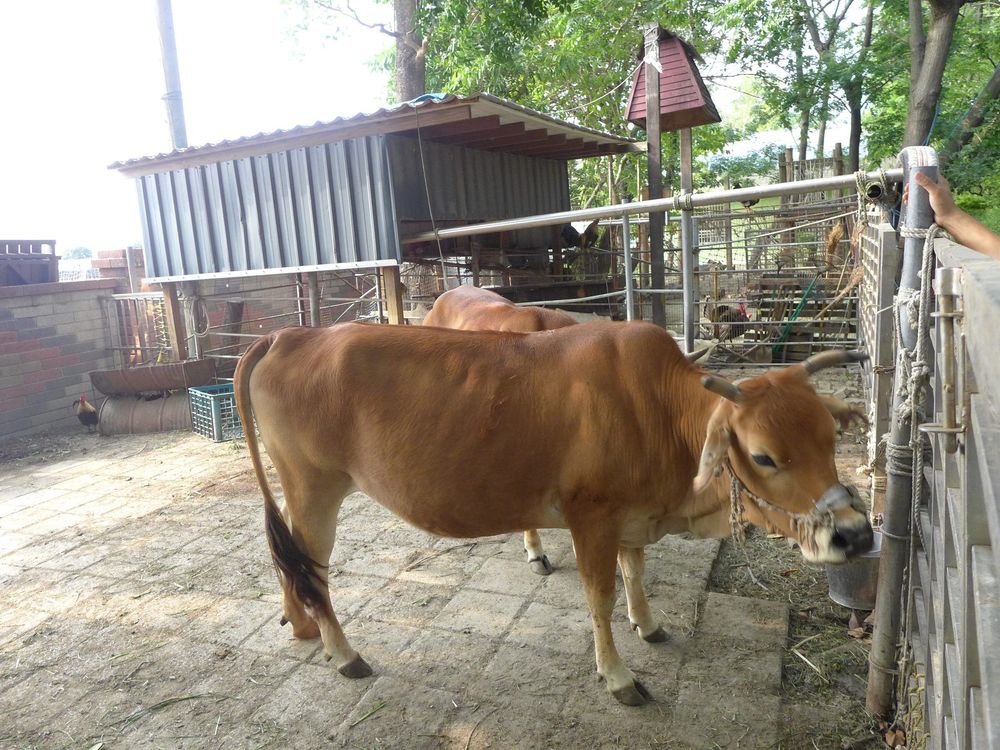 校內飼養黃牛（照片提供者：李孟勳 / 拍攝日期：2026/04/21）