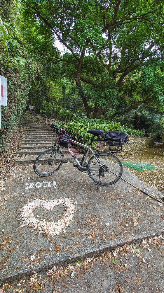 油桐花的季節照片拍攝者：洪光君 / 拍攝日期：2021/4/15