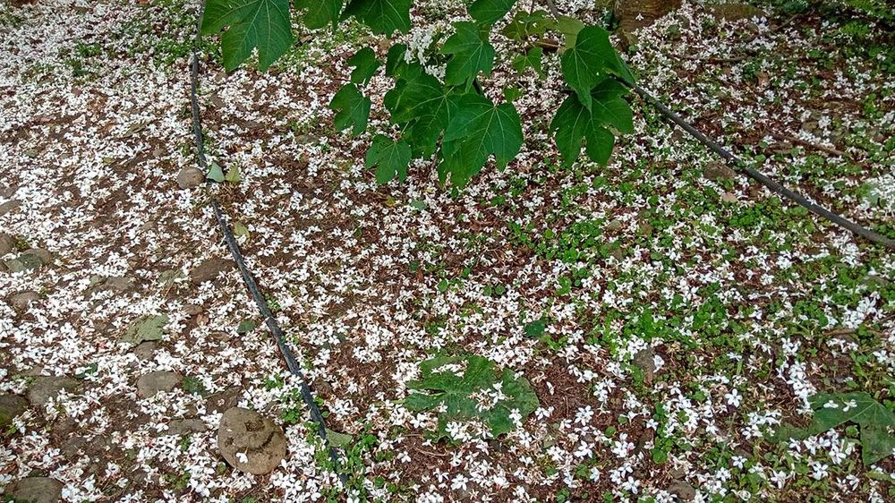 滿地油桐花照片拍攝者：林炯任 / 拍攝日期：2021/4/25