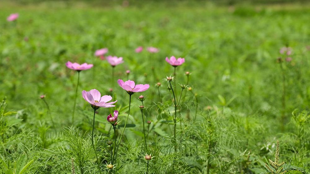 綠肥 - 波斯菊。照片拍攝者：洪光君 / 拍攝日期：2021/4/12