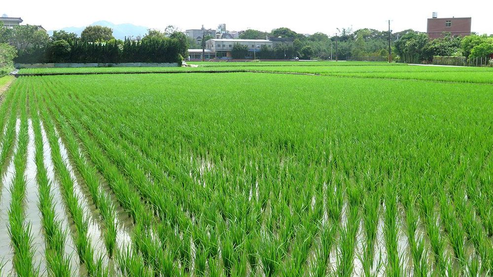 康莊有機聚落農田。照片拍攝者：林炯任 / 拍攝日期：2021/4/24
