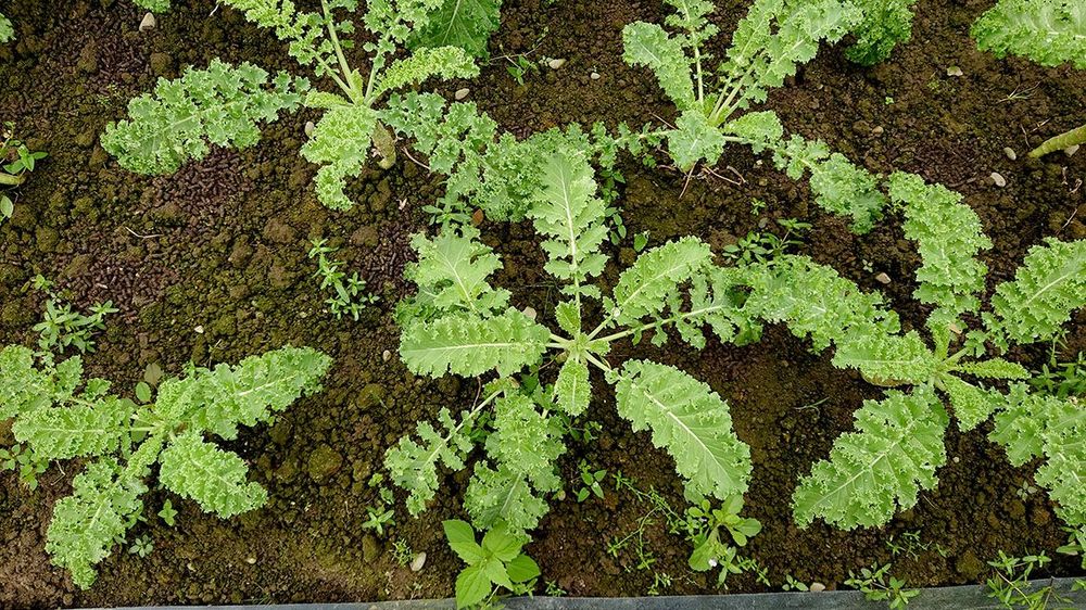 羽衣甘藍。照片拍攝者：洪光君 / 拍攝日期：2021/4/6