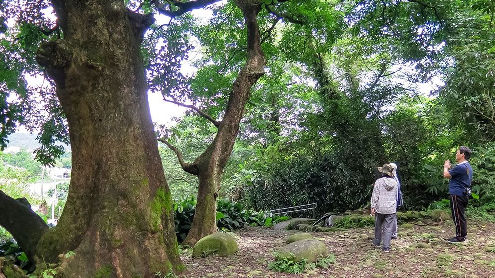 百年茄苳樹前。照片拍攝者：林炯任 / 拍攝日期：2019/7/10