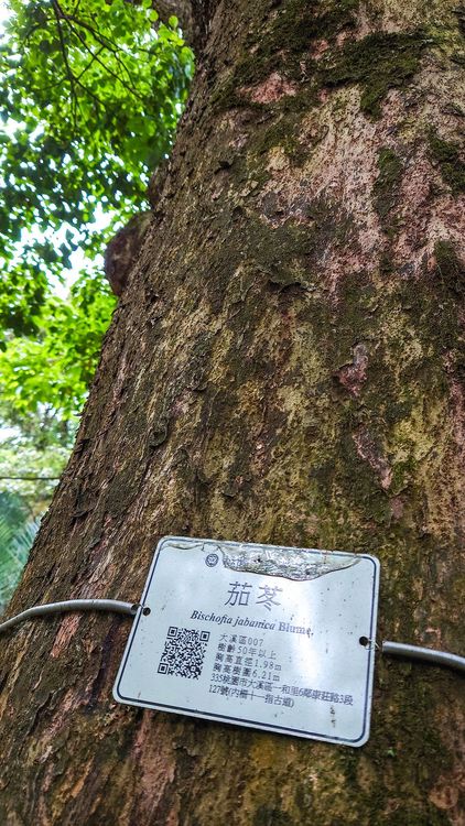 14百年茄苳樹