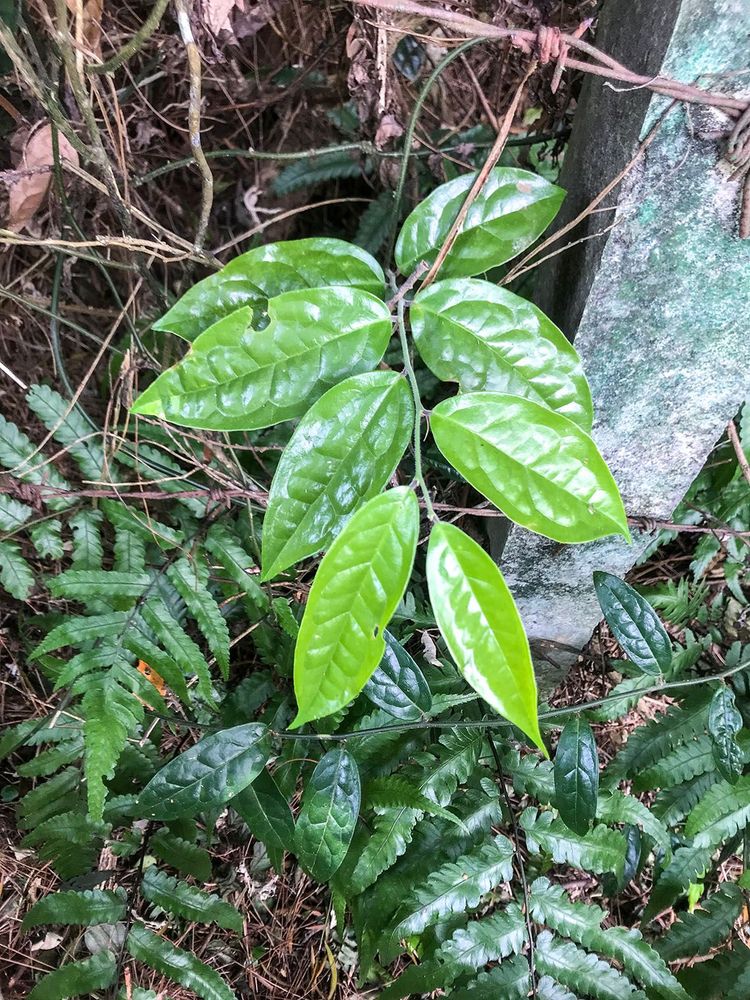 古道上的植物─清風藤。照片拍攝者：方文樹／拍攝日期：2022/3/16