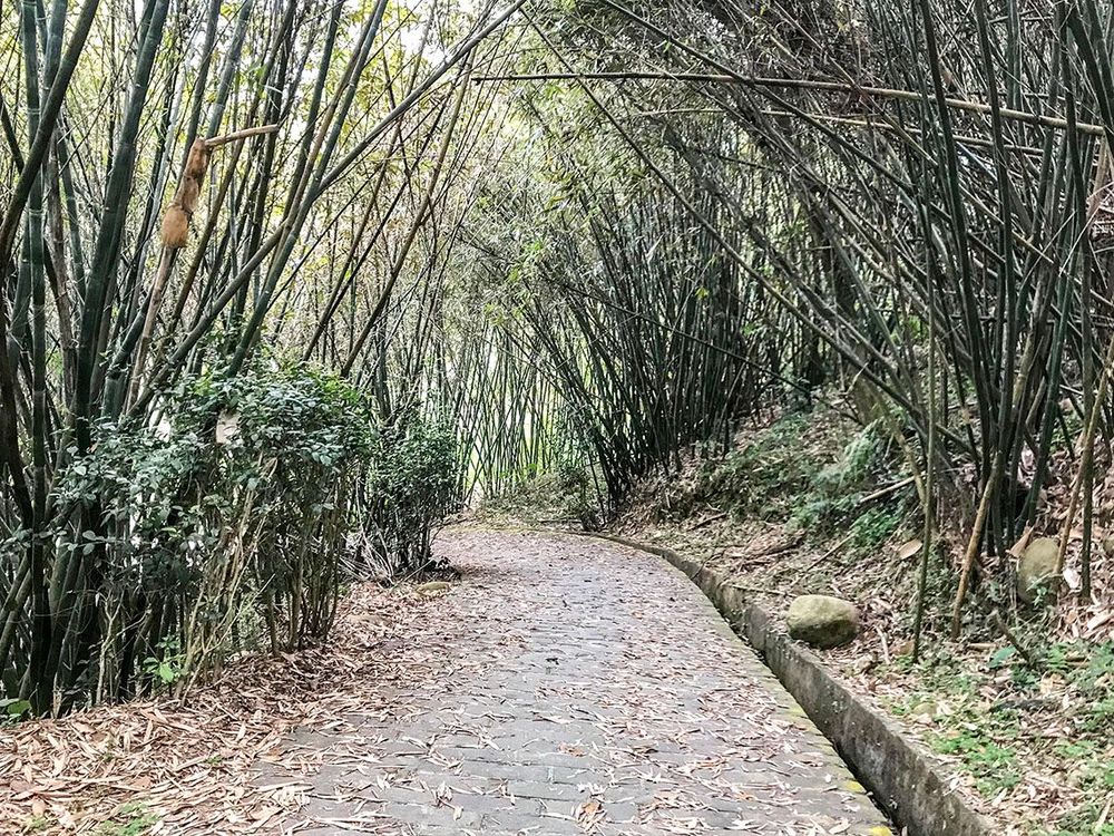 通往打鐵寮古道入口的竹林。照片拍攝者：方文樹／拍攝日期：2022/3/16