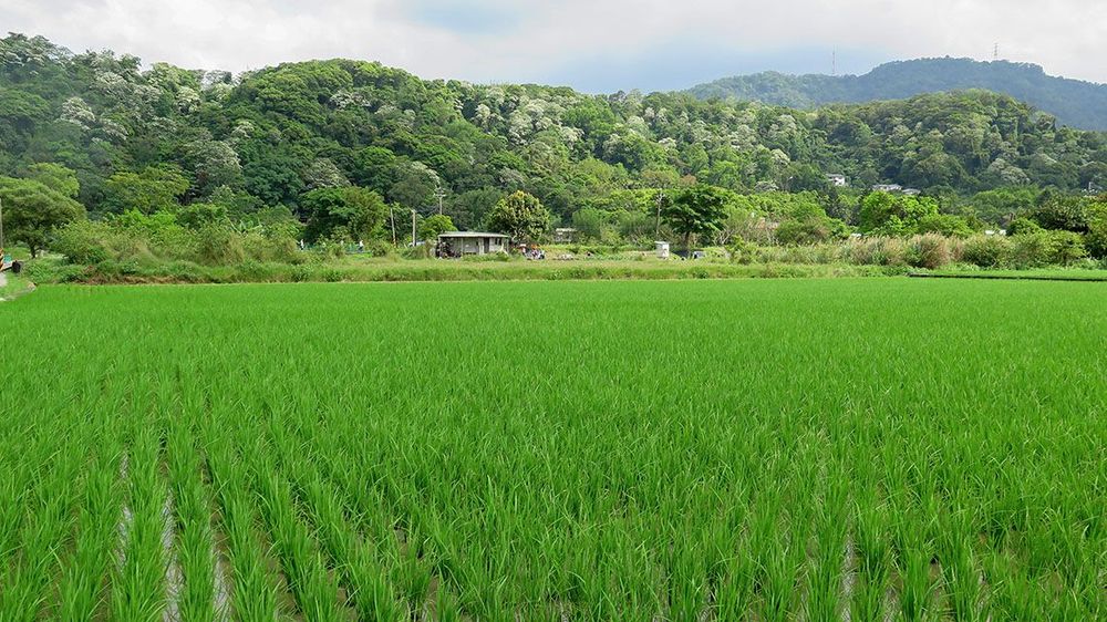 三層河階下的田園景觀照片拍攝者：林炯任 / 拍攝日期：2021/4/24