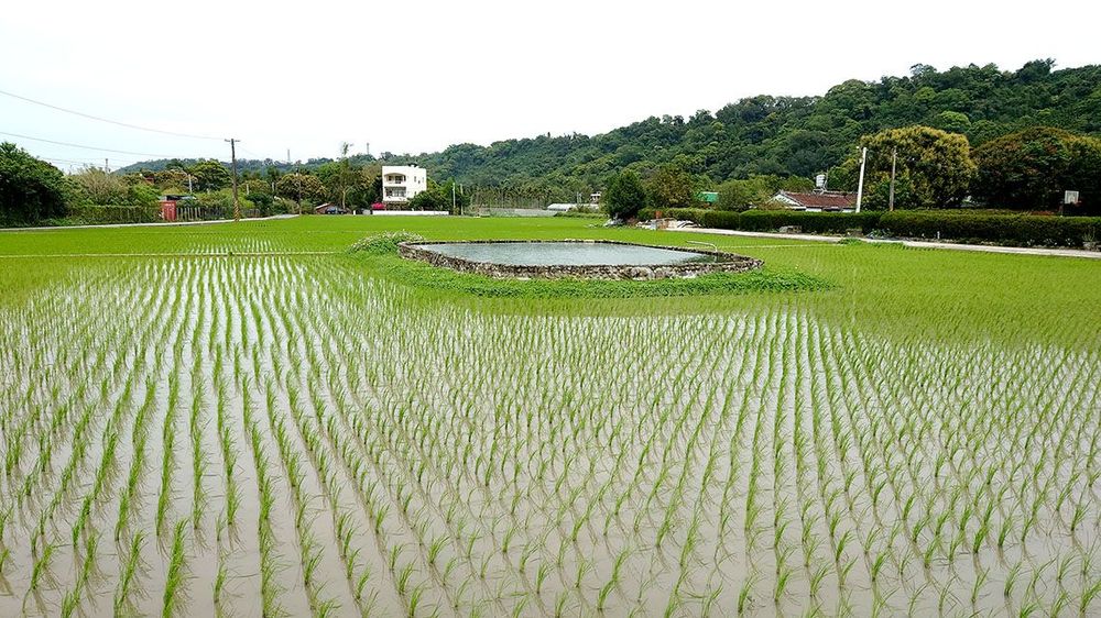 稻田，田中水池。照片拍攝者：洪光君 / 拍攝日期：2021/4/6