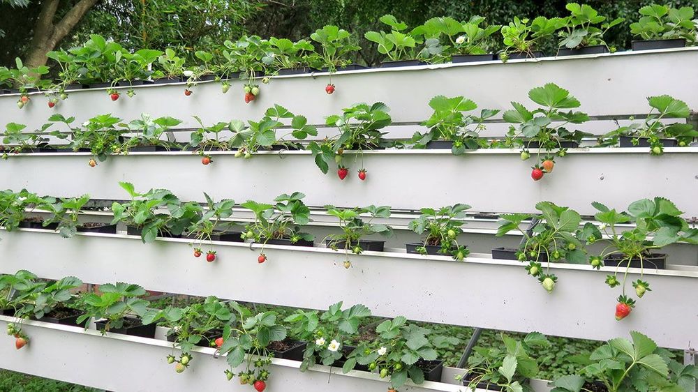 立體水耕植栽照片拍攝者：林炯任 / 拍攝日期：2021/4/24