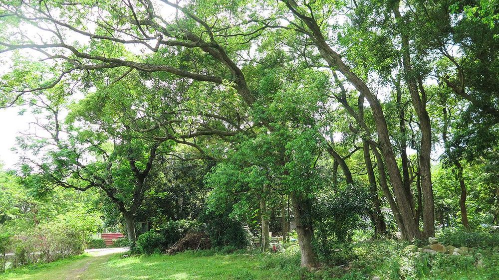 園區老樹林蔭
