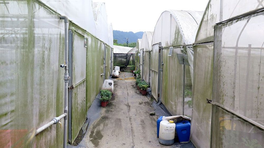 農場網室一隅照片拍攝者：林炯任 / 拍攝日期：2021/4/24