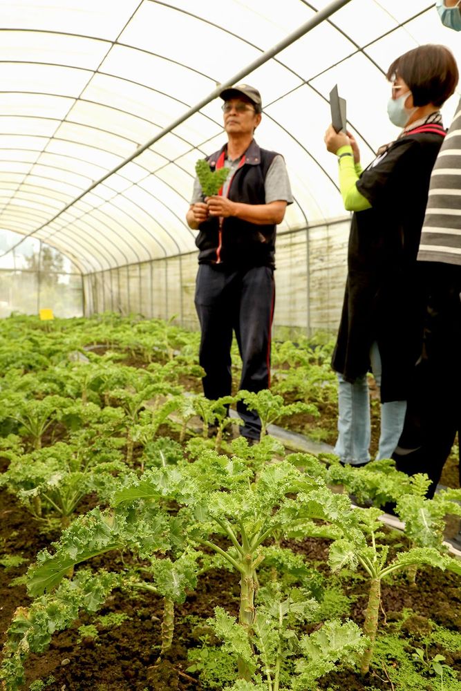羽衣甘藍菜園照片拍攝者：洪光君 / 拍攝日期：2021/4/6