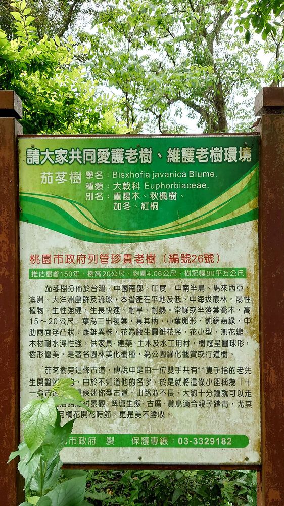 桃園市列管編號#26號的珍貴老樹照片拍攝者：洪光君 / 拍攝日期：2021/4/6