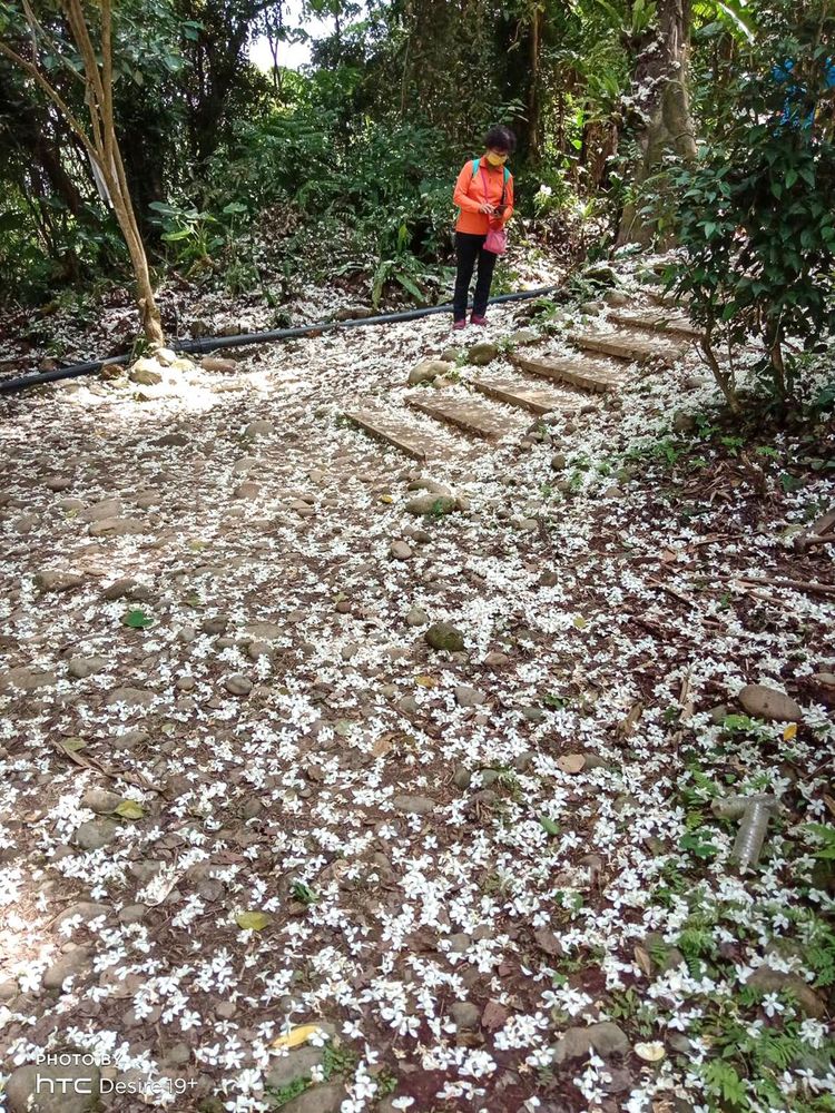 茄冬樹前落花美景照片拍攝者：林炯任 / 拍攝日期：2021/4/25