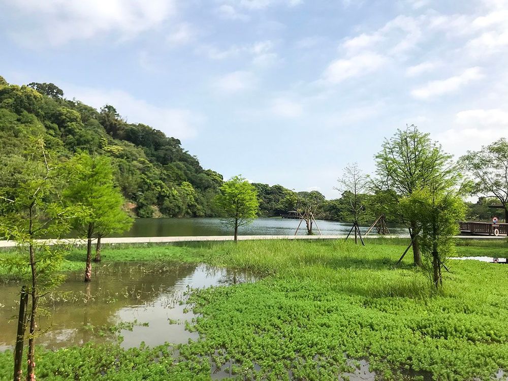 生態公園內的落羽松。照片拍攝者：方文樹／拍攝日期：2022/04/13