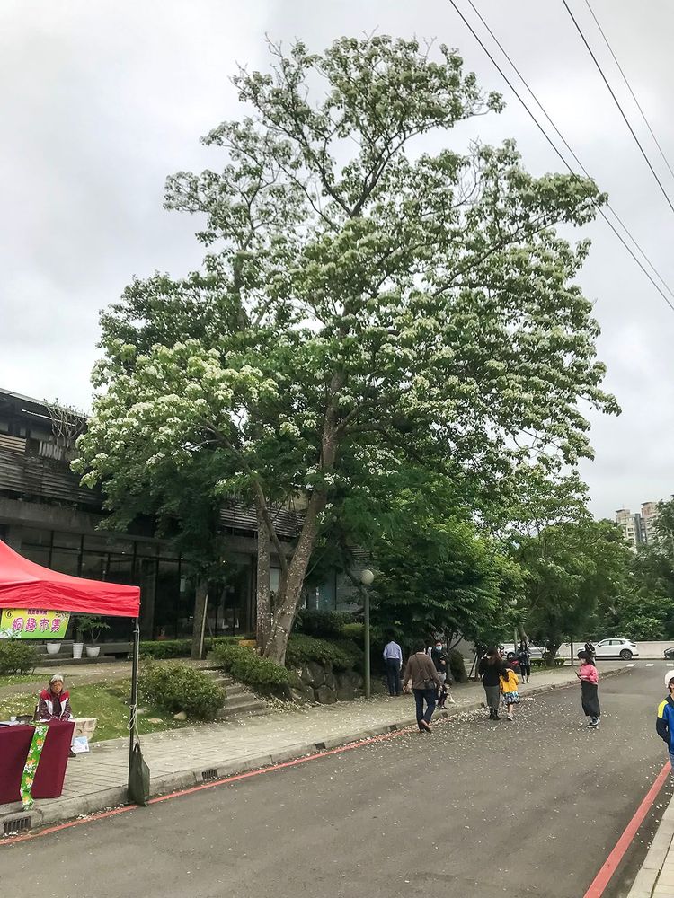會館前的油桐樹─滿開。照片拍攝者：方文樹／拍攝日期：2022/04/30
