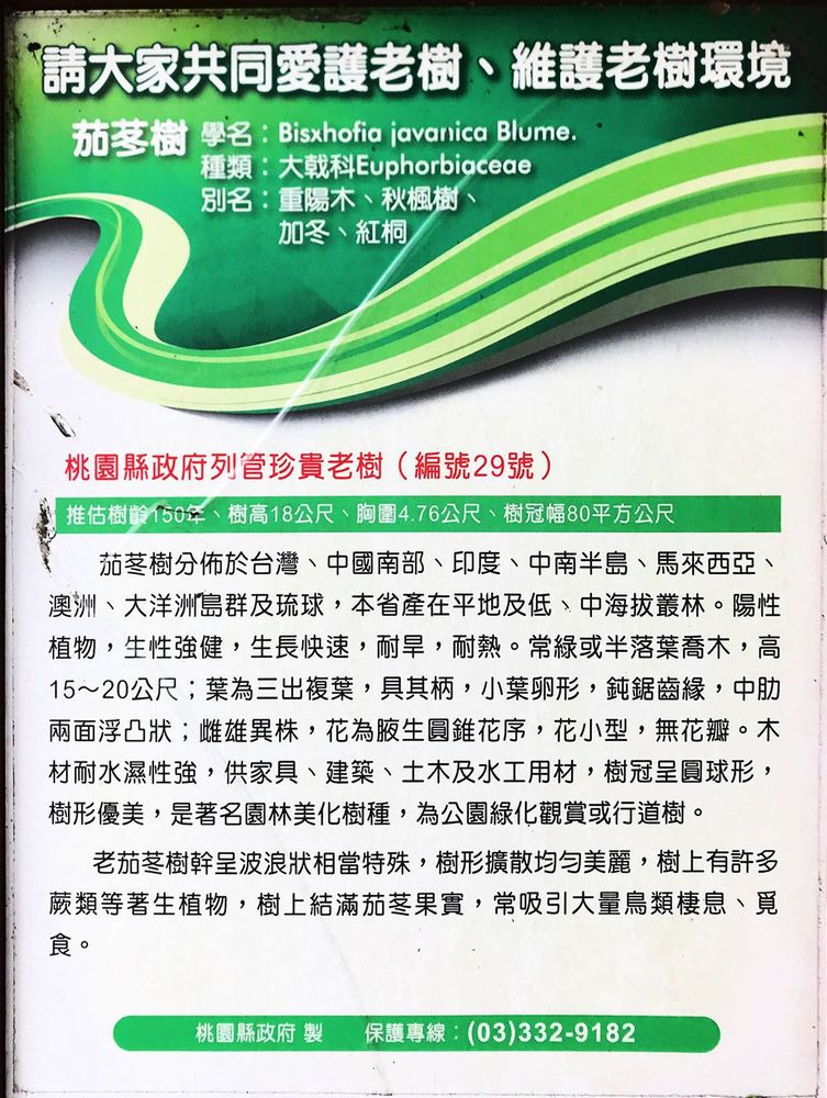 百年老樹介紹標示牌。照片拍攝者：方文樹／拍攝日期：2022/3/16