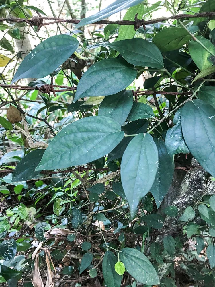 古道上的植物─風藤。照片拍攝者：方文樹 / 拍攝日期：2022/3/16