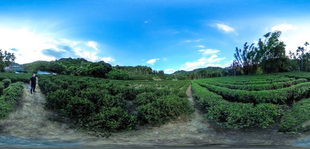 天芳茶行的茶園景色也相當怡人。照片拍攝者：三峽學教師社群 / 拍攝日期：2022/07/24