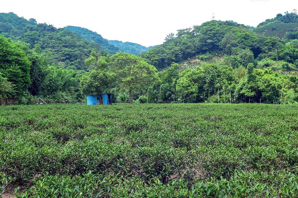 四份子茶園2。照片拍攝者：林炯任 / 拍攝日期：2022/09/15