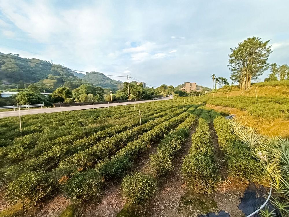 小暗坑有機茶園。照片拍攝者：黃秋菊 / 拍攝日期：2022/09/15