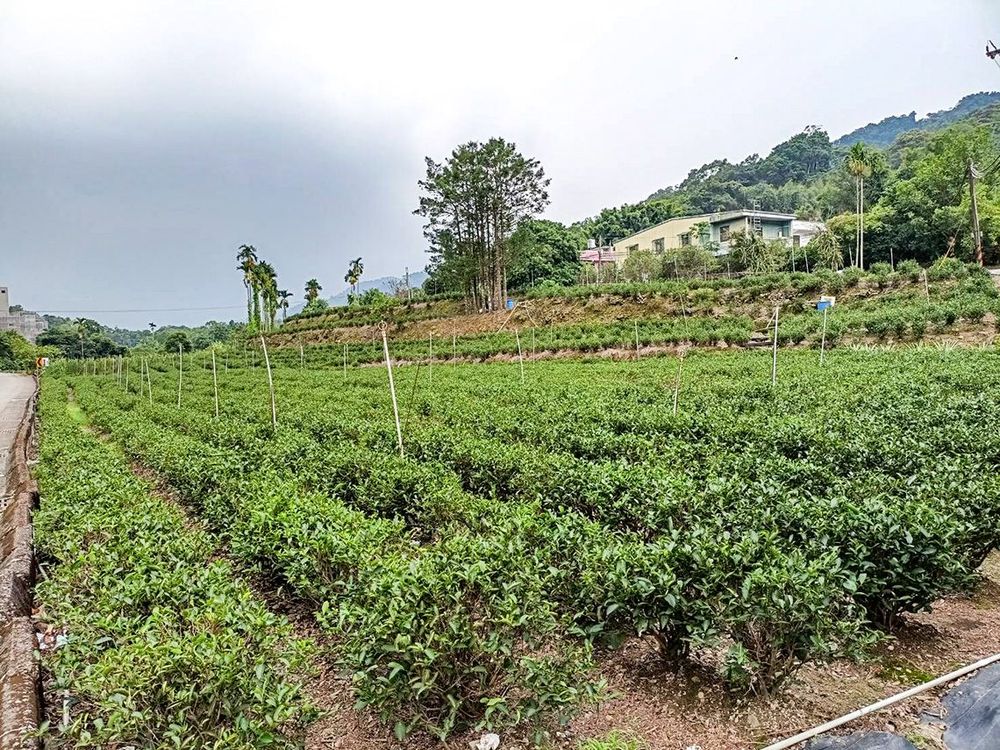 小暗坑茶園。照片拍攝者：黃秋菊 / 拍攝日期：2022/09/15