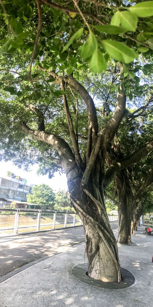 龜山中正公園依著南崁溪而建。照片提供者：方文樹 / 拍攝日期：2023/09/10