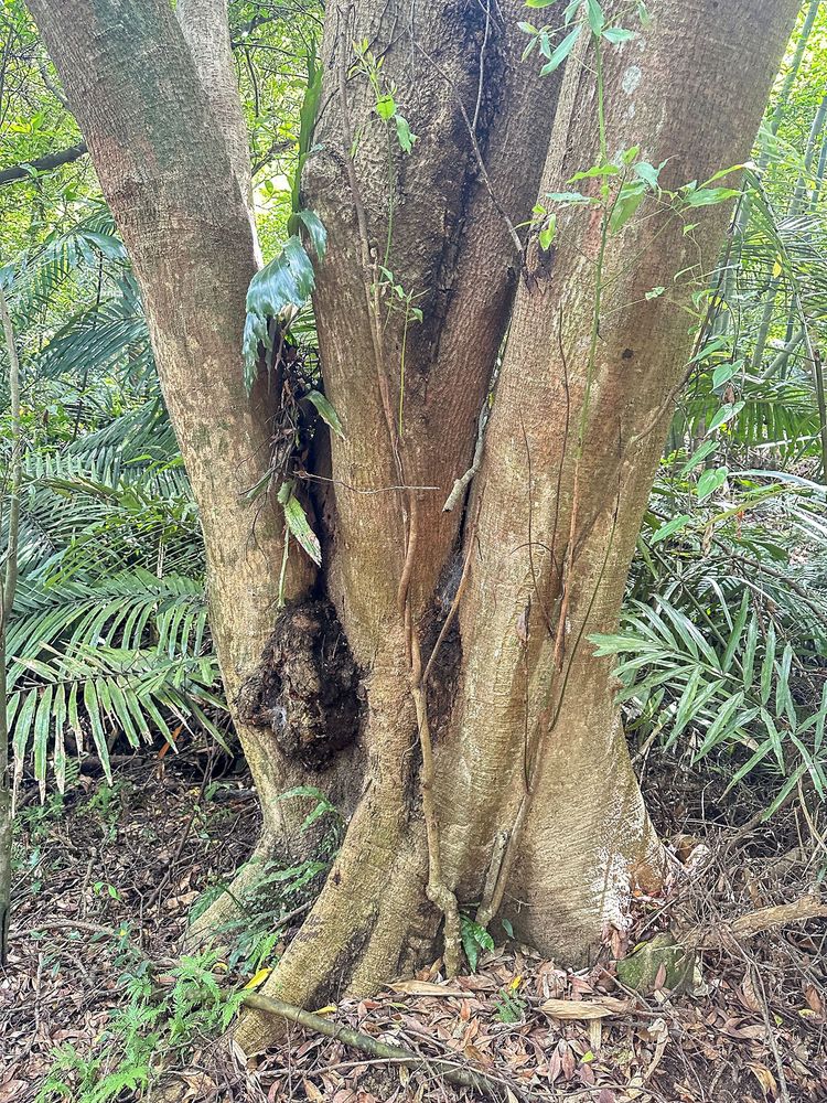 步道原始，林相十分豐富。照片提供者：林美惠 / 拍攝日期：2023/08/27