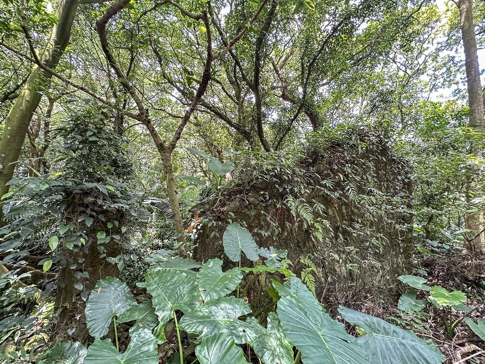 如今石屋已經爬滿藤類植物。照片提供者：林美惠 / 拍攝日期：2023/08/27
