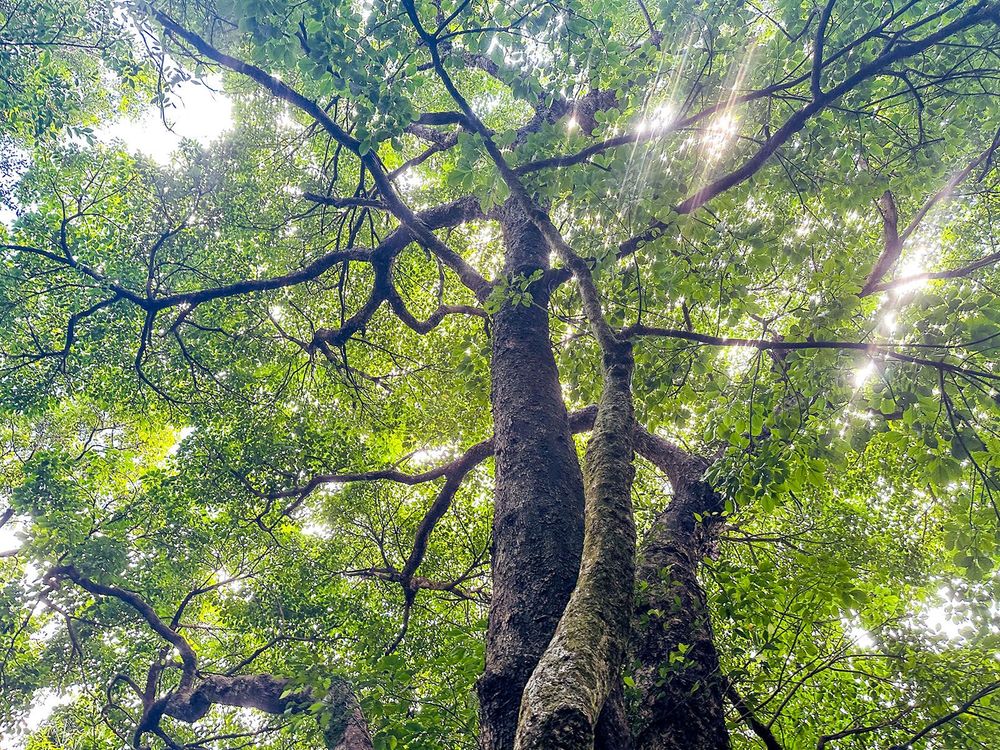 陽光自參天古木間灑下。照片提供者：林美惠 / 拍攝日期：2023/08/27