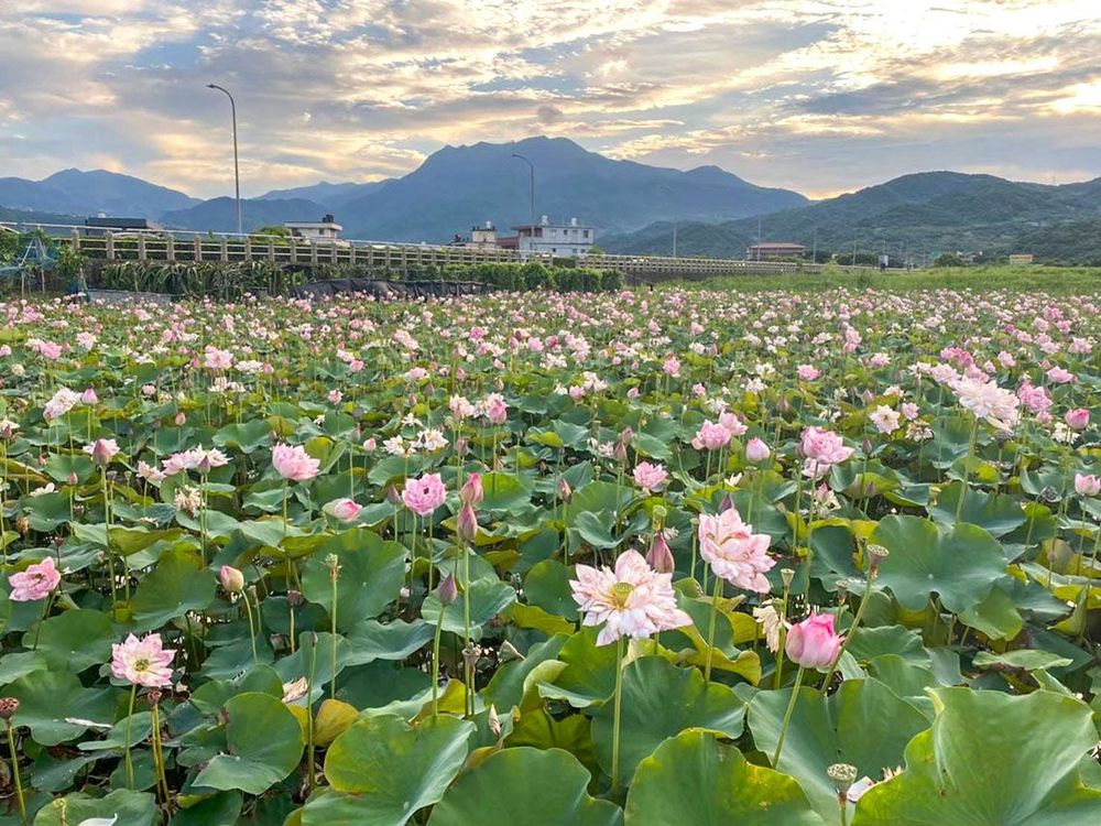 清水濕地