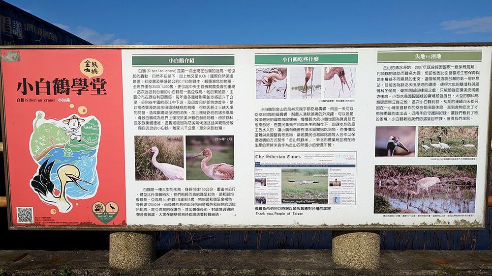 清水濕地小白鶴刊版
