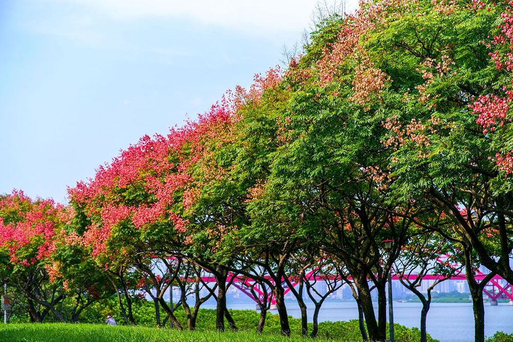 綠葉紅花襯關渡(隘口後是關渡橋)