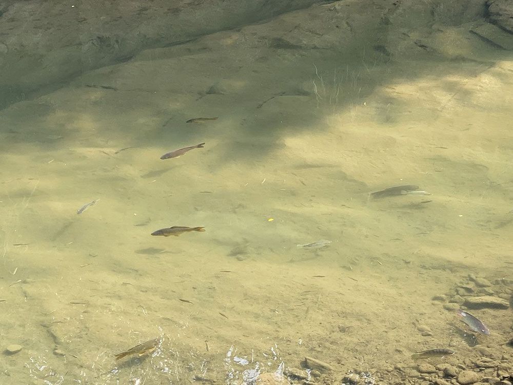 護魚有成，可邊賞魚邊慢行