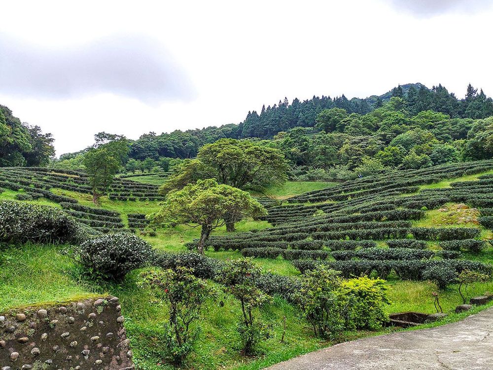 三峽熊空茶園擁有豐富的茶葉種植經驗，園區佔地廣闊，環境優美。照片拍攝者：北大高中三峽學教師團隊