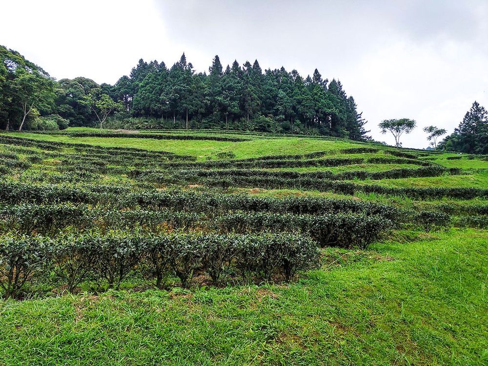 坐落於三峽海拔700公尺的壯麗山景和碧綠的茶園。照片拍攝者：北大高中三峽學教師團隊