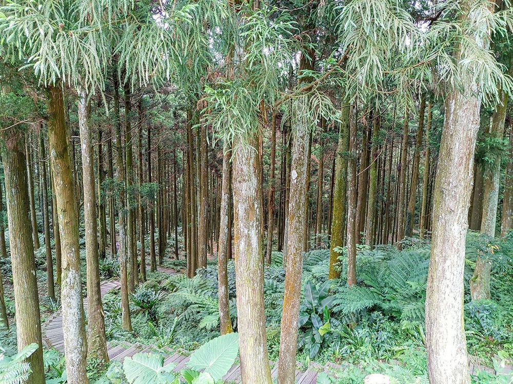 高聳的柳杉林木，空氣裡充盈滿滿芬多精。照片拍攝者：北大高中三峽學教師團隊