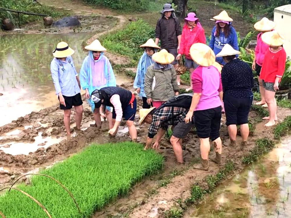 在秧廐鏟秧苗照片拍攝者：蕭學苑