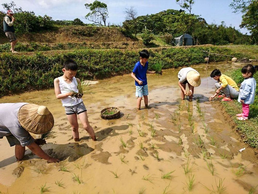 鄉親孩童體驗插秧照片拍攝者：蕭學苑