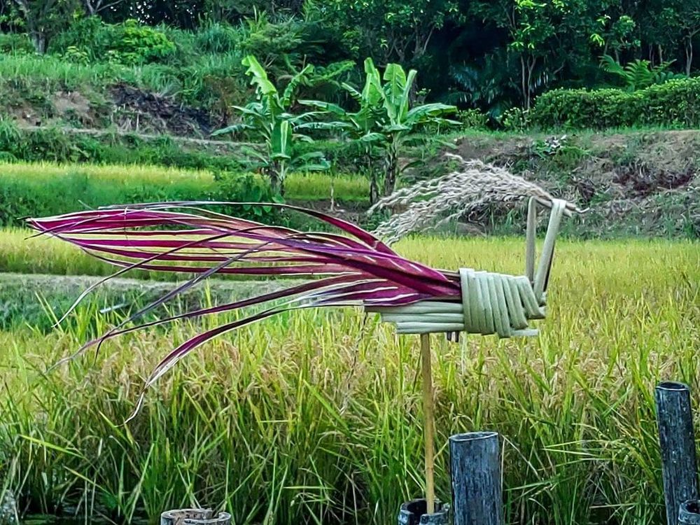 黃金稻穗旁的草編照片拍攝者：蕭學苑
